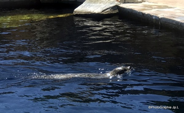 le grau du roi le seaquarium
