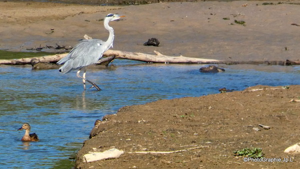 Faunes aquatiques du lac Sainte Suzanne ou Carcès