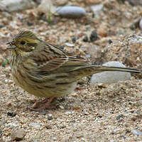 bruant.zizi.vipa.2p.200.w