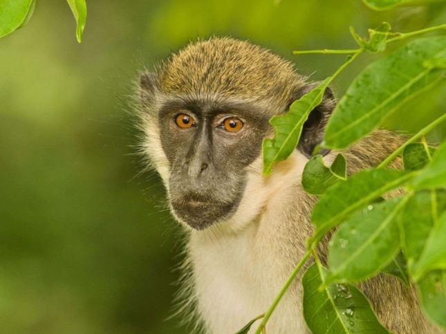 Des singes d'Afrique lancent un nouveau cri en partie inné face à la menace  d'un drone