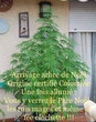 Arrivage massif de sapin de Noel