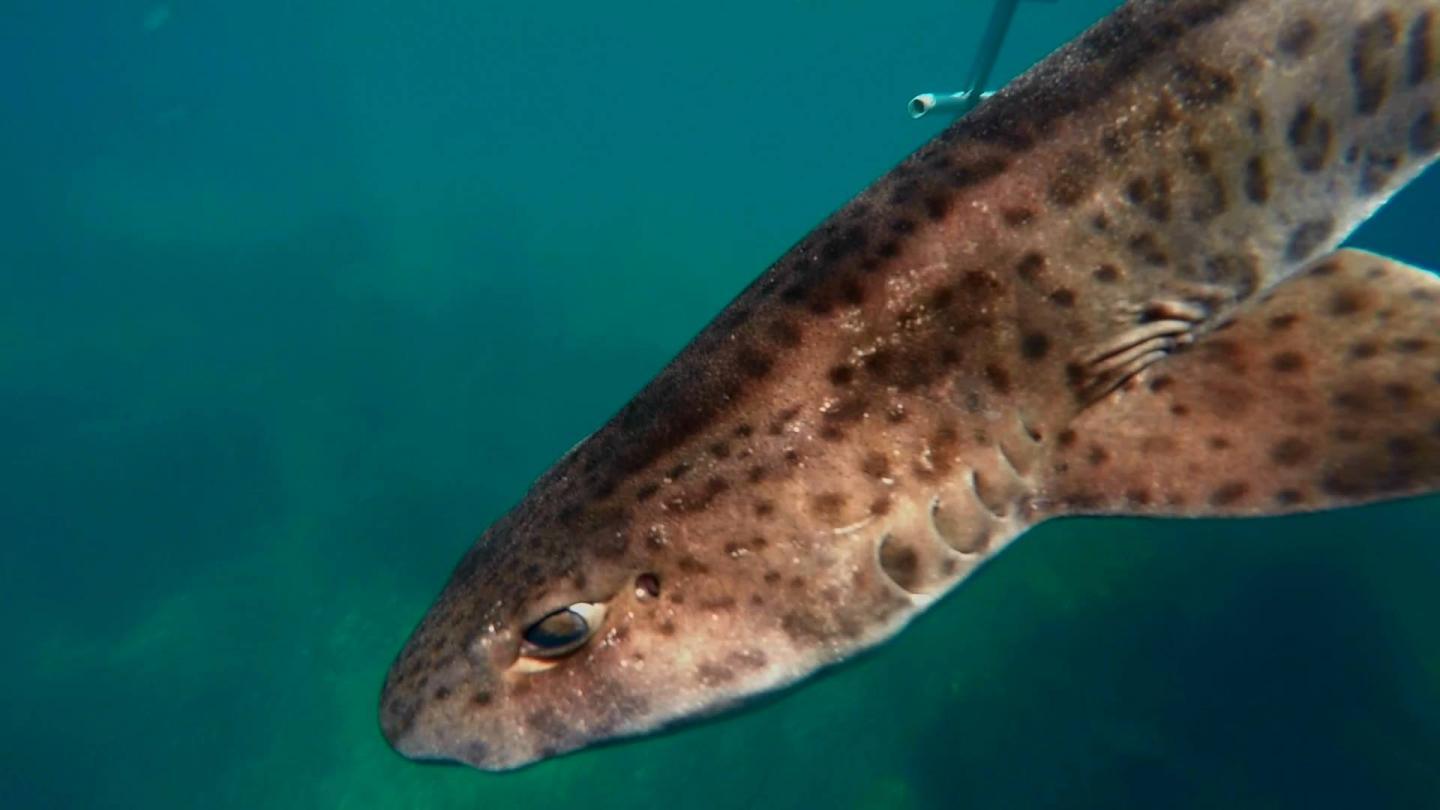 Histoire d'une roussette
