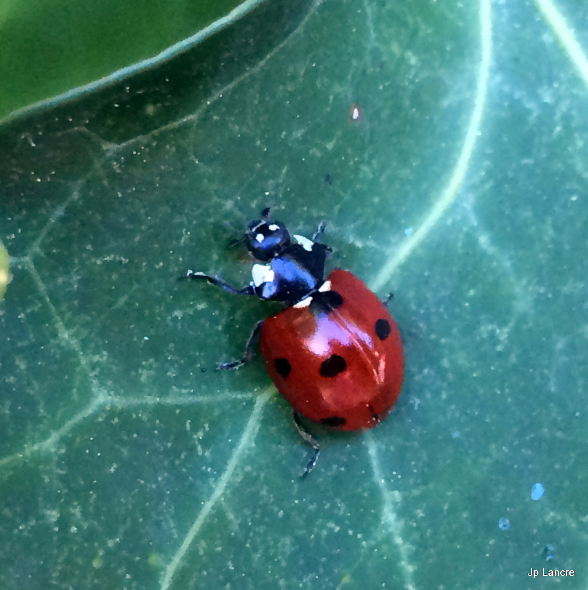 Coccinelle